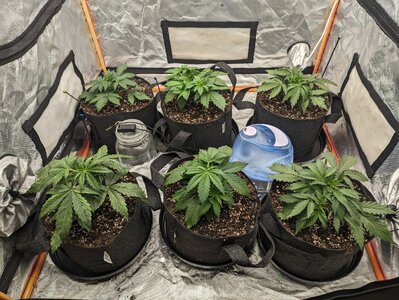 Day 14+ update & topping