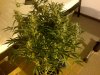 IMG-20131128-00461.jpg