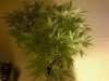 IMG-20131128-00466.jpg