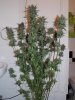 DSCN1473.jpg