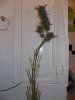 DSCN1484.jpg