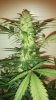 Sept20 RC3 Day 72 Cola.jpg