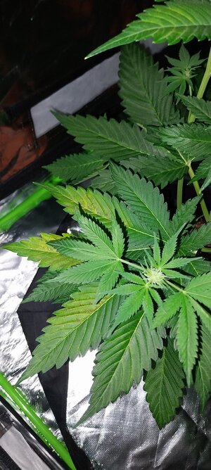 thumbnail_20231217_124547.jpg