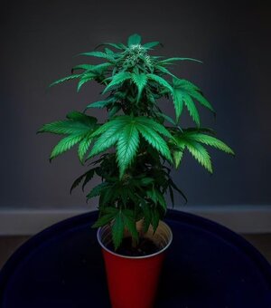 Cupgrow.jpg