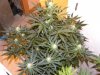 DSCN3531.jpg