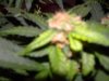 DSCN3537.jpg