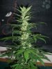 AUTO SUPER CHEESE_12-5-13 2.jpg