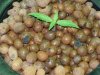 CreamMandarineAutoGrow 003.jpg