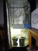 CreamMandarineAutoGrow 012.jpg