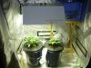 CreamMandarineAutoGrow 014.jpg