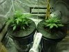 CreamMandarineAutoGrow 005.jpg