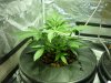 CreamMandarineAutoGrow 006.jpg