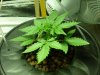 CreamMandarineAutoGrow 007.jpg