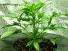 CreamMandarineAutoGrow 009.jpg