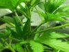 CreamMandarineAutoGrow 008.jpg