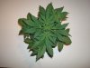 DSC03320.jpg