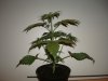DSC03326.jpg