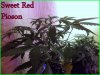 DSCF2169.jpg