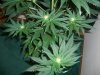 BLUE DREAM 2_12-7-13 5.jpg