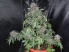 DSCN7135.jpg