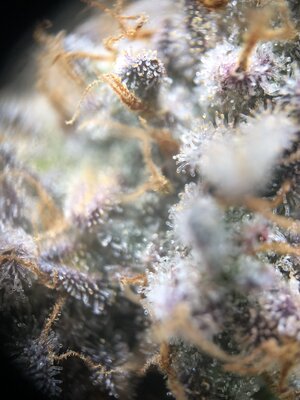 IMG_0778.jpg