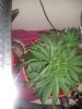 20131208_074124.jpg