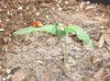 IMG_20131209_114253.jpg