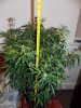 DSCN1527.jpg DSCN1527.jpg