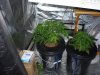 CreamMandarineAutoGrow 021.jpg