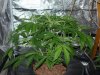 CreamMandarineAutoGrow 022.jpg