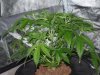 CreamMandarineAutoGrow 024.jpg