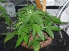 CreamMandarineAutoGrow 025.jpg