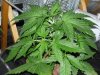 CreamMandarineAutoGrow 026.jpg