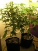 Closet Grow NL-SR 001.jpg