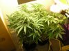Closet Grow NL-SR 004.jpg