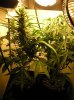 Closet Grow NL-SR 002.jpg