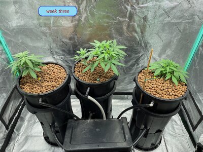 full grow wk 3 and 4 - 1.jpeg