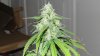 IMG_0662 - Copy.jpg