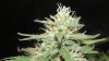 Spider mite.jpg