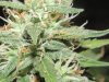 Spider mite - Copy.jpg