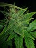 mother ship frostys 011.jpg