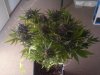 IMG-20131214-00514.jpg