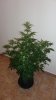 DSC02154.jpg
