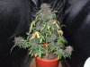 DSCN7197.jpg