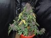 DSCN7198.jpg
