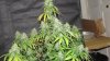 IMG_0746 - Copy.jpg