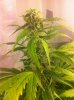 Z_2nd plant.jpg