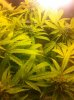 Z_2nd plant2.jpg