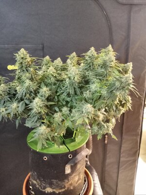 Purple Domina by Laughing Hyena Seeds