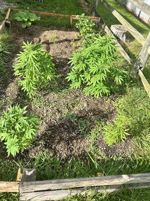 IMG_0984.jpeg